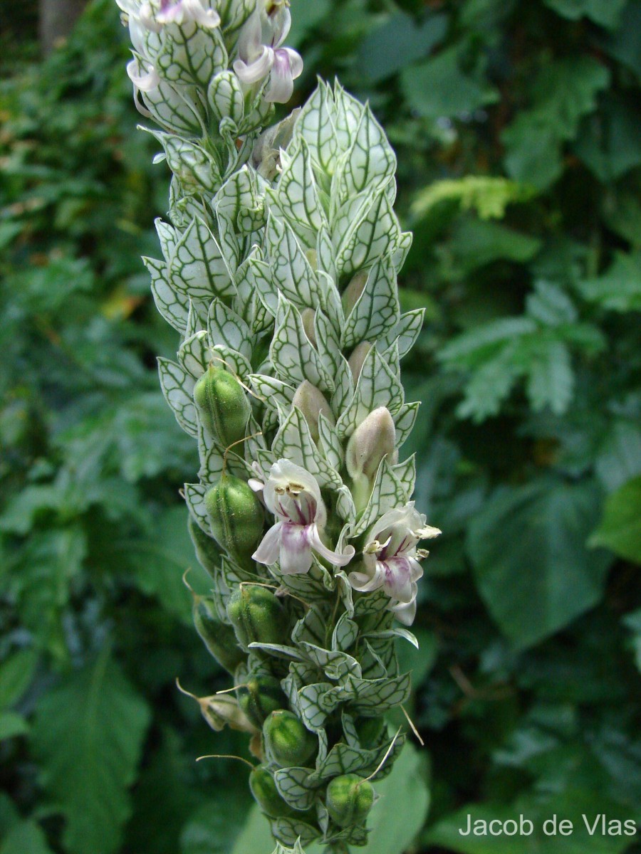 Nicoteba betonica (L.) Lindau